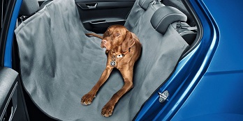 Back Seat Protection