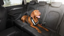 Safety harness for dogs, small