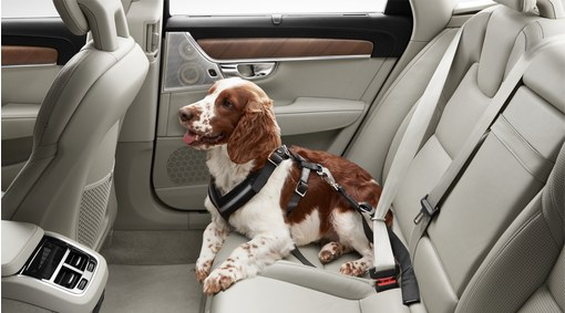 Dog harness