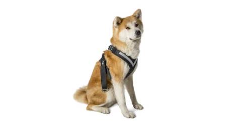 Dog Seat Belt