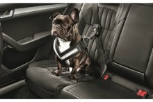 Dog Seatbelt