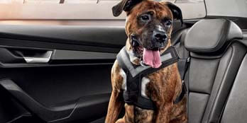 Dog Safety Belt