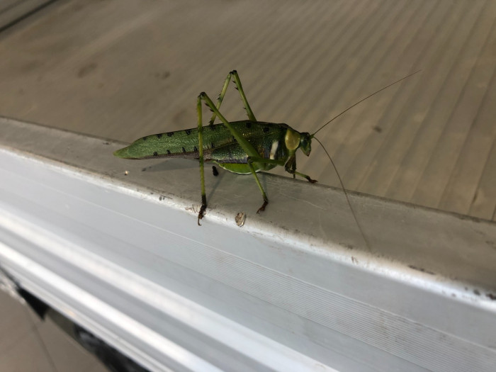2014 Isuzu Ute D-MAX MY14 SX Image 9