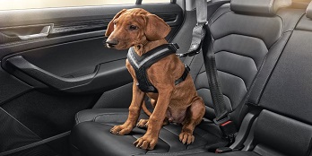 Dog Seatbelt (Small)
