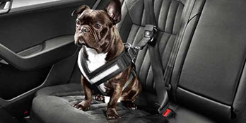 Dog safety belt