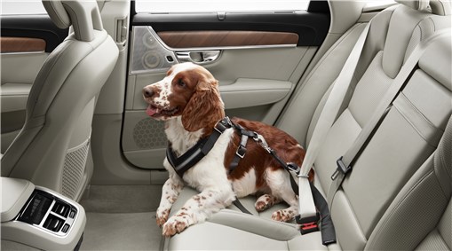 Dog harness