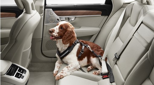 Dog harness