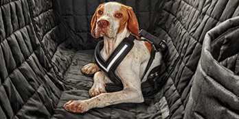 Rear seat protection