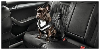 Dog Seat Belt (Small)